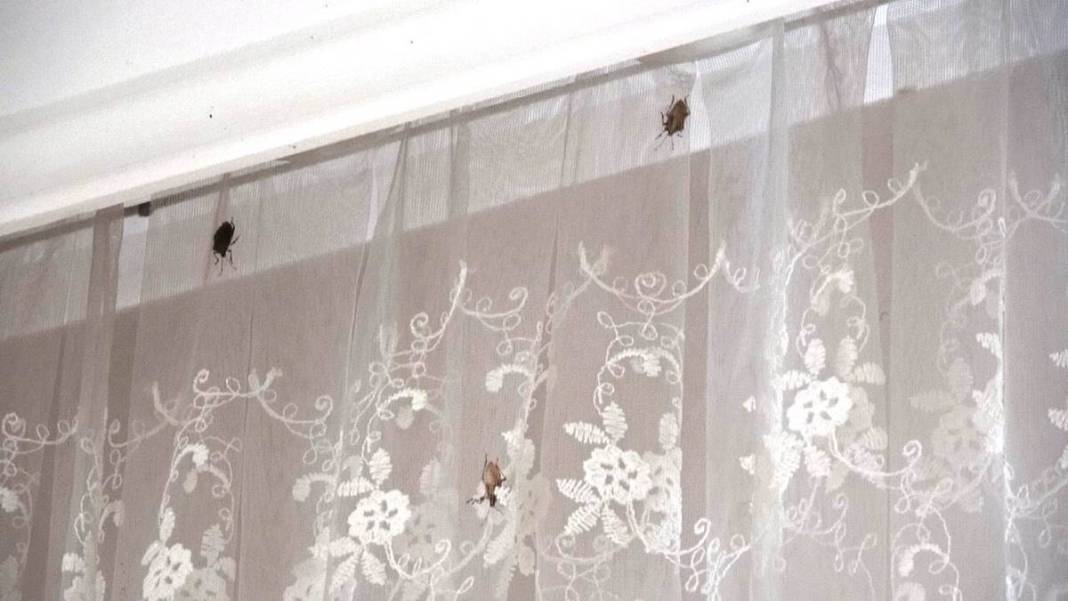 Samsun, Ordu, Sinop, Trabzon istila altında: Gördüğünüz yerde öldürün! Bu işin şakası yok, seferberlik ilan edilmeli! 22